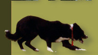 Border Collies