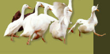 Indian Runner ducks