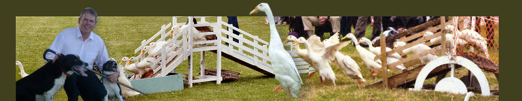 Drakes of Hazard
